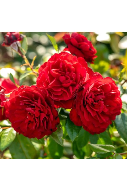 Троянда плетиста Бельканто квіти червоного кольору